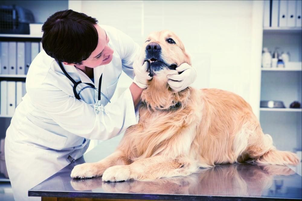 Veterinarian performing ultrasonic dental cleaning on a dog under anesthesia