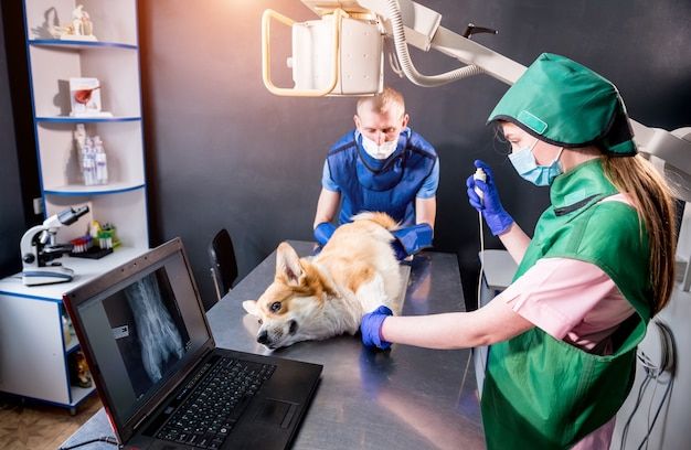Veterinarian reviewing digital X-ray results on a computer screen
