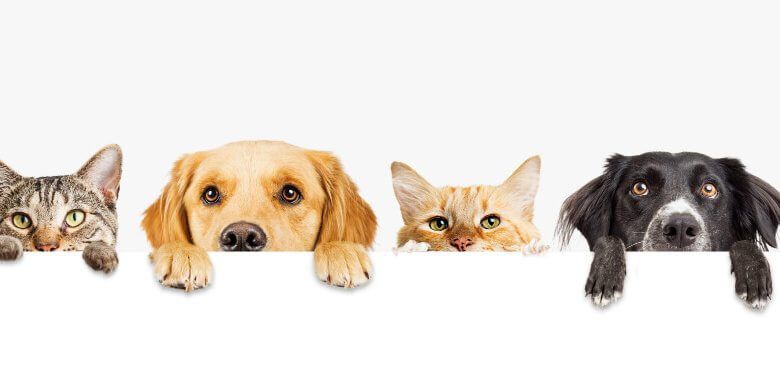 Angel Pet Hospital team with happy pet families