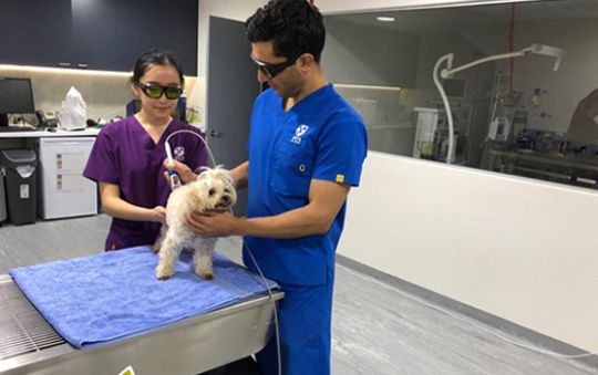 Veterinarian applying therapeutic laser treatment to a dog's hip