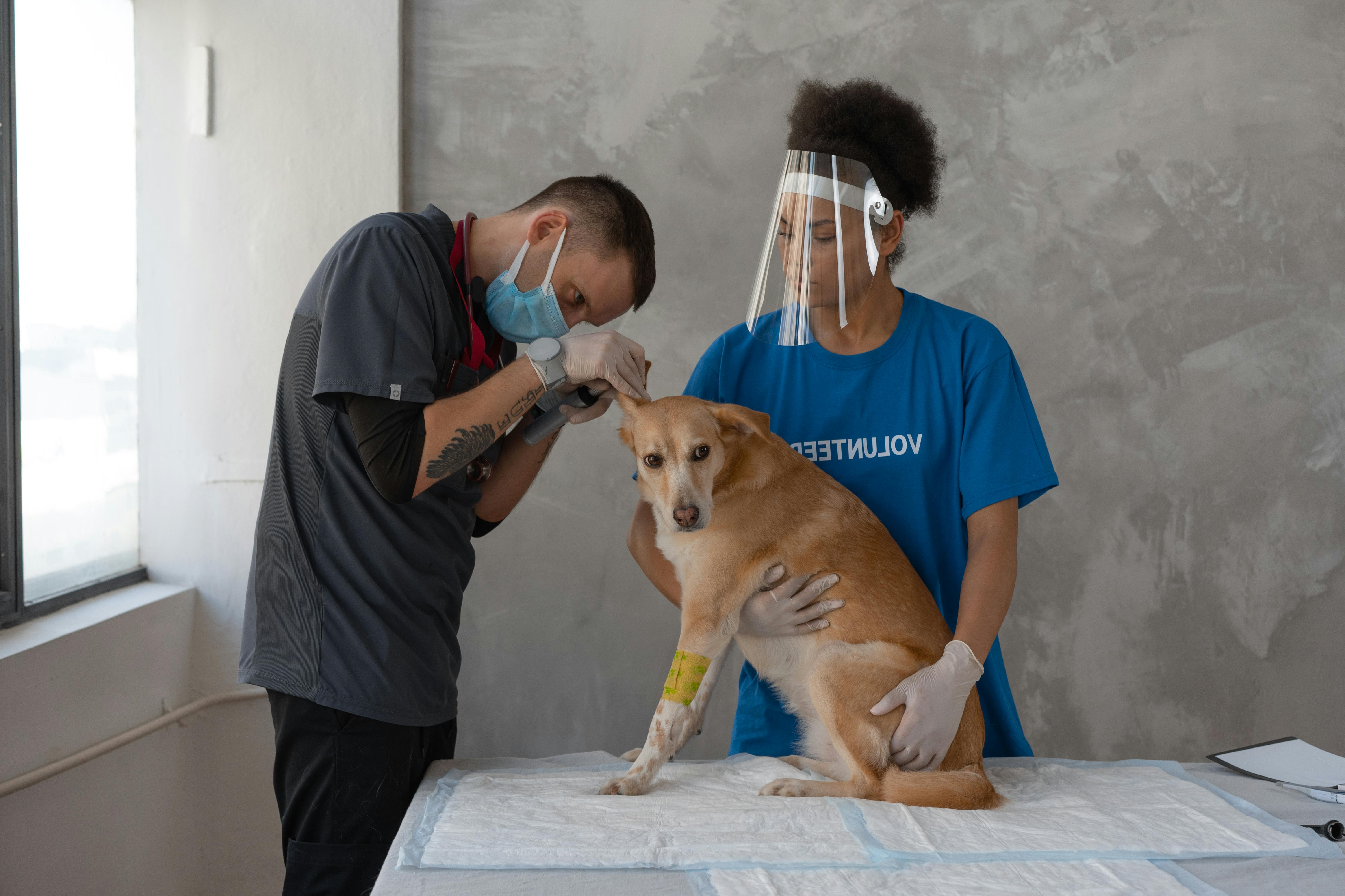 Veterinarian performing a gentle wellness exam on a happy golden retriever