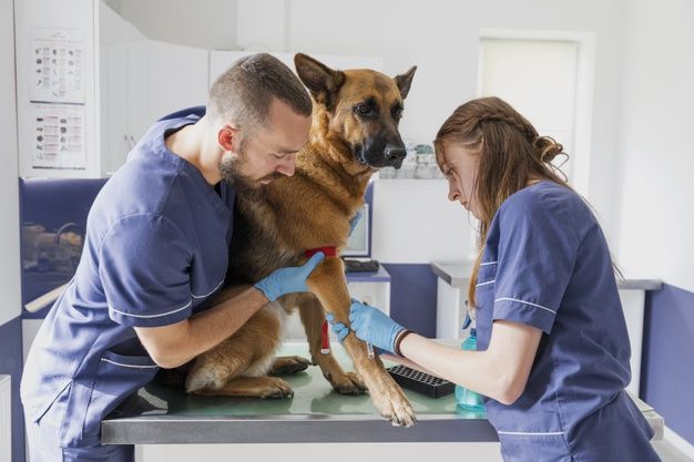 Elderly golden retriever being gently examined by a compassionate veterinarian