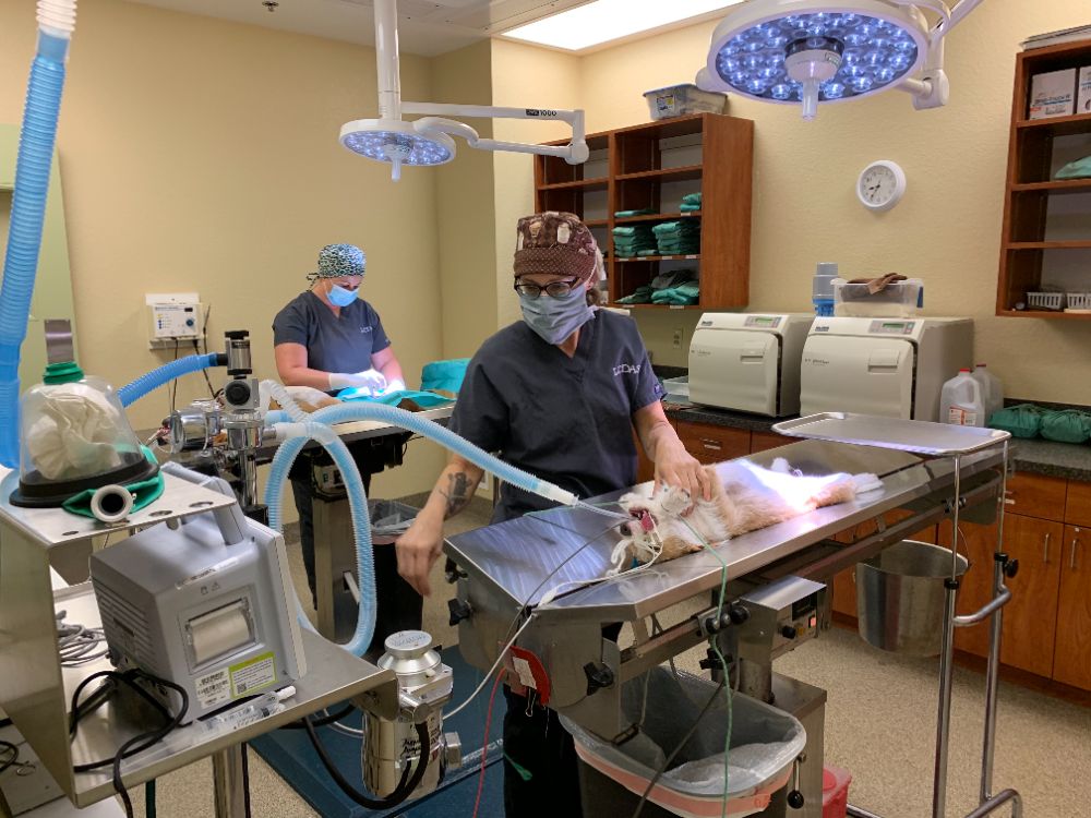 Veterinary surgeon in scrubs in a bright, modern surgical suite