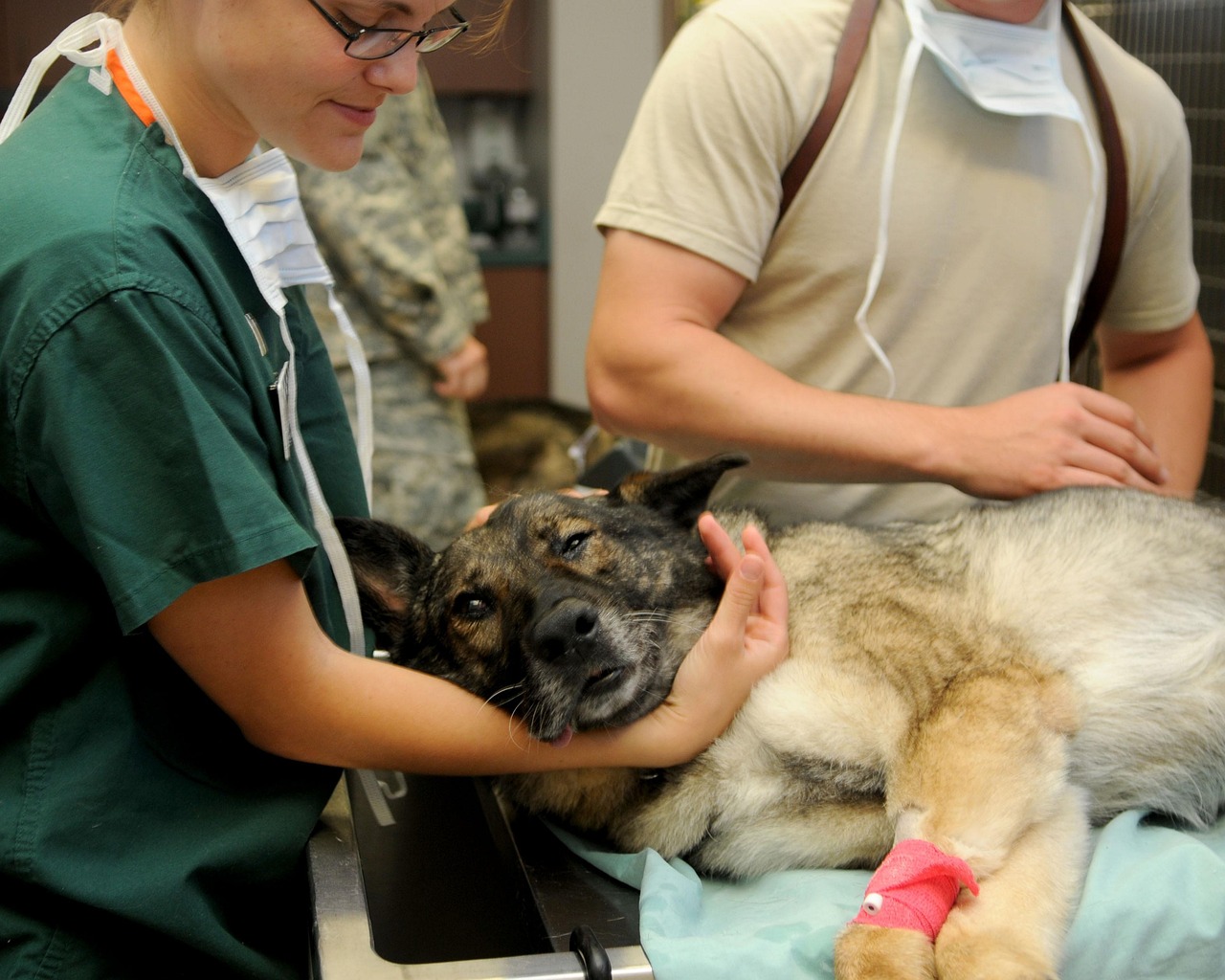 Dog Leg Injury Treatment: What to Do When Your Dog Hurts Their Leg