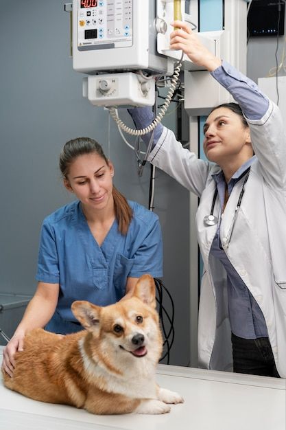 Lead veterinarian at Angel Pet Hospital