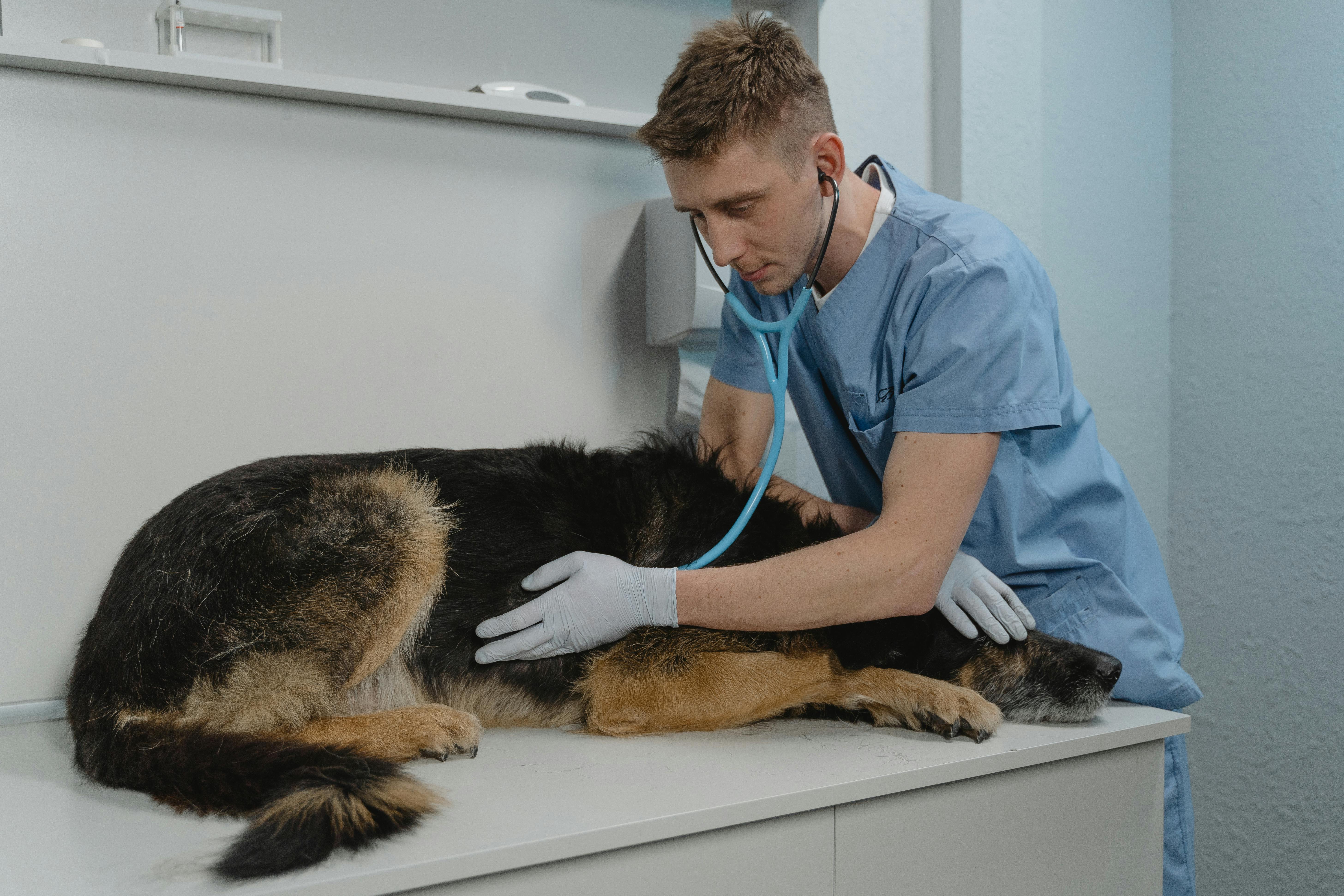 Veterinarian offering comfort to a pet owner during an end-of-life consultation in a calm exam room
