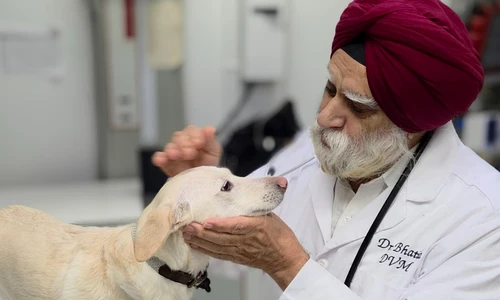 Veterinarian examining a pet